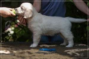 Dudley's Golden Diamond Blue