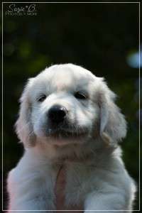 Dudley's Golden Diamond Blue