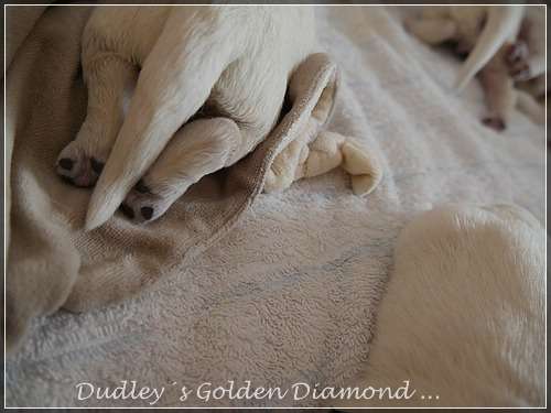 Dudley's Golden D-Wurf geboren am 25.05.2016. Wir wünschen unseren Diamond´s ein gesundes, liebevolles langes Leben.