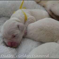 Dudley's Golden D-Wurf geboren am 25.05.2016. Wir wünschen unseren Diamond´s ein gesundes, liebevolles langes Leben.