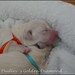 Dudley's Golden D-Wurf geboren am 25.05.2016. Wir wünschen unseren Diamond´s ein gesundes, liebevolles langes Leben.