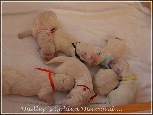 Dudley's Golden D-Wurf geboren am 25.05.2016