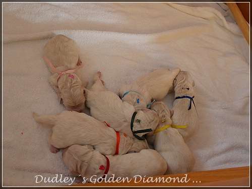 Pünktlich am 63. Tag schenkte uns Penny 7 Welpen