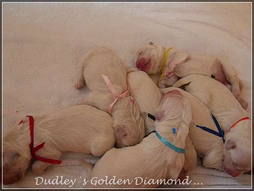Dudley's Golden D-Wurf geboren am 25.05.2016