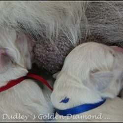 Dudley's Golden D-Wurf geboren am 25.05.2016. Wir wünschen unseren Diamond´s ein gesundes, liebevolles langes Leben.