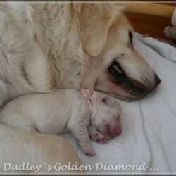 Dudley's Golden D-Wurf geboren am 25.05.2016. Wir wünschen unseren Diamond´s ein gesundes, liebevolles langes Leben.