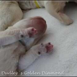 Dudley's Golden D-Wurf geboren am 25.05.2016