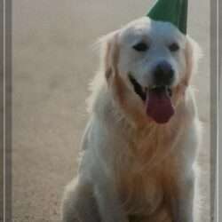 Dudley's Golden Diamond Green