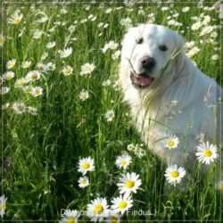 Dudley's Golden Diamond Green