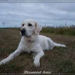 Diamond Orange *Amy*