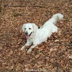 Diamond Orange *Amy*