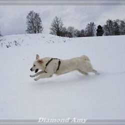 Diamond Orange *Amy*