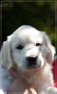 Dudley's Golden Diamond Orange