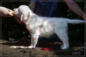 Dudley's Golden Diamond Red