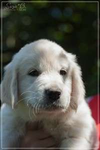 Dudley's Golden Diamond Red