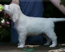 Diamond Green *Findus*