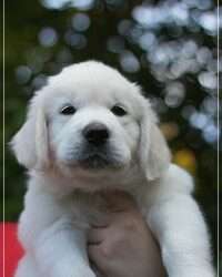 Diamond Green *Findus*