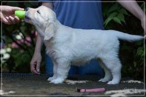 Dudley's Golden Diamond Joy