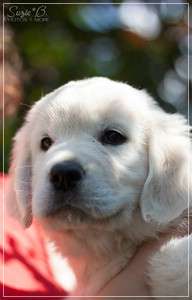 Dudley's Golden Diamond Joy