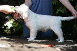 Dudley's Golden Diamond Orange