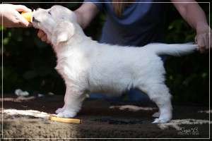 Dudley's Golden Diamond Yellow