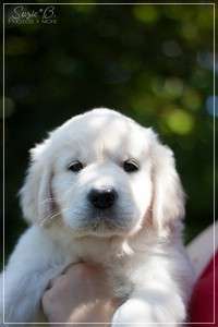 Dudley's Golden Diamond Yellow