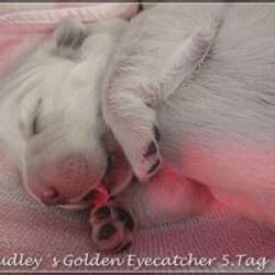 Dudley's Golden Eyecatcher