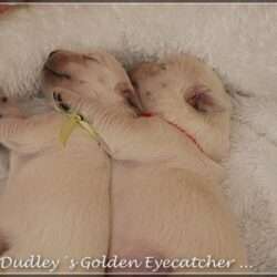 Dudley's Golden E-Wurf