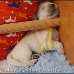 Dudley's Golden E-Wurf