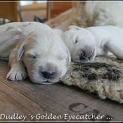 Dudley's Golden E-Wurf