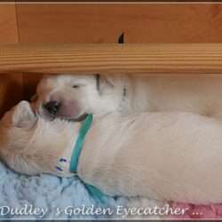 Dudley's Golden E-Wurf