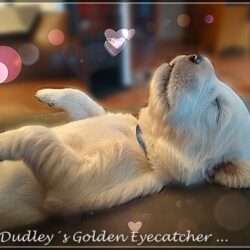 Dudley's Golden E-Wurf
