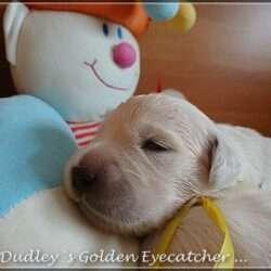 Dudley's Golden E-Wurf