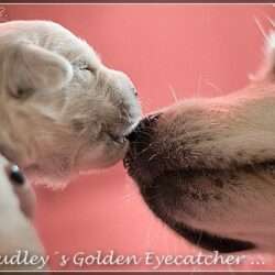 Dudley's Golden E-Wurf