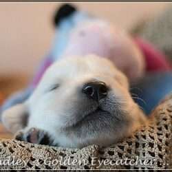 Dudley's Golden E-Wurf