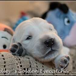 Dudley's Golden E-Wurf