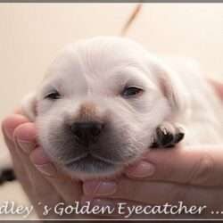 Dudley's Golden E-Wurf