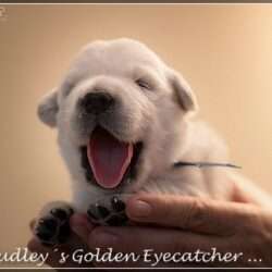 Dudley's Golden E-Wurf