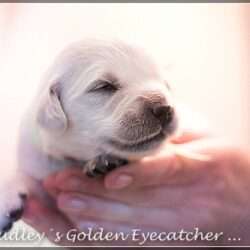 Dudley's Golden E-Wurf