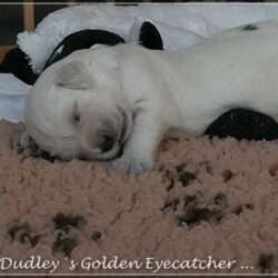 Dudley's Golden E-Wurf