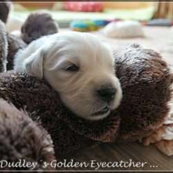 Dudley's Golden E-Wurf