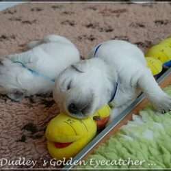 Dudley's Golden E-Wurf