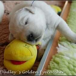 Dudley's Golden E-Wurf