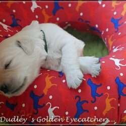 Dudley's Golden E-Wurf