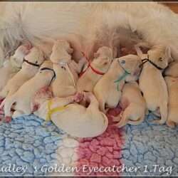 Dudley's Golden Eyecatcher