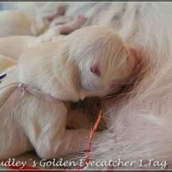 Dudley's Golden Eyecatcher