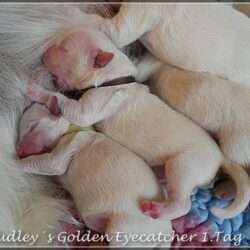 Dudley's Golden Eyecatcher