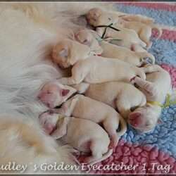 Dudley's Golden Eyecatcher