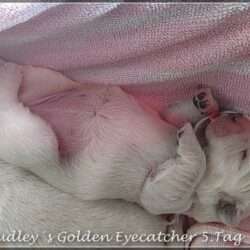 Dudley's Golden Eyecatcher