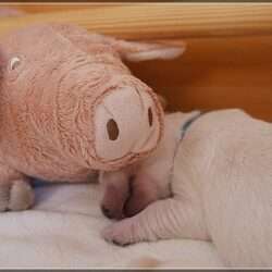 Mister Light Blue mit Kumpel Schweinchen